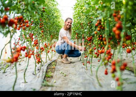 Serra biologica business. L'agricoltore sta raccogliendo ed esaminando pomodori ciliegini freschi e maturi nella sua serra. Foto Stock