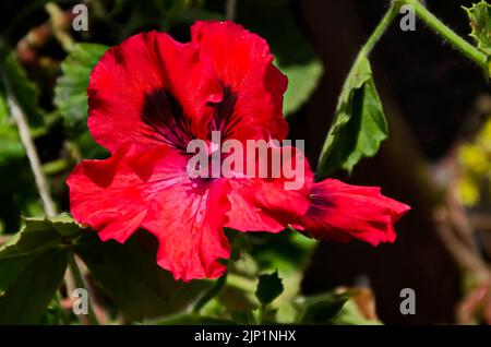 Pelargonium o geranio colore rosso fioriture vicine, Sofia, Bulgaria Foto Stock