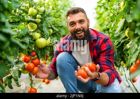 Azienda di serra biologica. L'agricoltore sta raccogliendo pomodori freschi e maturi nella sua serra. Foto Stock