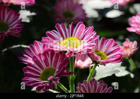 primo piano di bellissimi fiori freschi di crisantemo in un letto di fiori, vista laterale Foto Stock