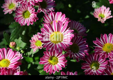 primo piano di bellissimi fiori di crisantemo bianco rosa, vista dall'alto Foto Stock