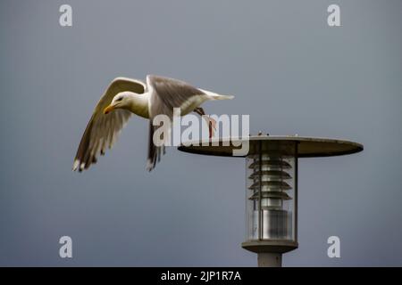 Seagull decollo volare da un semaforo Foto Stock