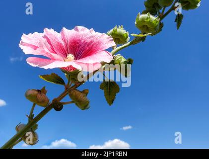 Alcea rosea, il comune hollyhock, una pianta ornamentale in famiglia Malvaceae Foto Stock