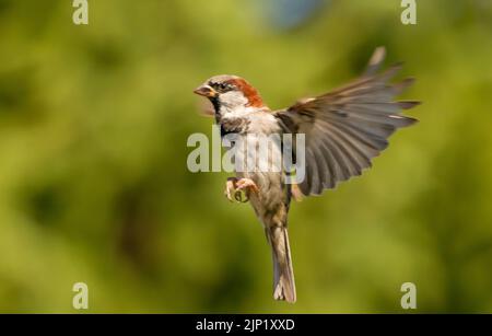 House Sparrow, in volo, estate 2022, Bedfordshire, Regno Unito Foto Stock
