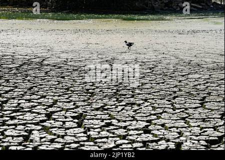 Brighton, Regno Unito. 15th ago, 2022. Gli uccelli Moorhen lottano per trovare cibo dall'antico stagno sassone al villaggio di Falmer alla periferia di Brighton che è completamente asciugato mentre le condizioni di caldo e siccità continuano nel sud-est : Credit Simon Dack/Alamy Live News Foto Stock