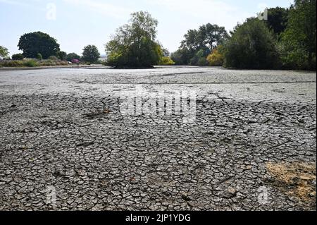 Brighton, Regno Unito. 15th ago, 2022. L'antico stagno sassone del villaggio di Falmer alla periferia di Brighton è completamente prosciugato, mentre le condizioni di caldo e siccità continuano nel sud-est: Credit Simon Dack/Alamy Live News Foto Stock