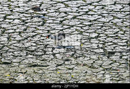Brighton, Regno Unito. 15th ago, 2022. Gli uccelli Moorhen lottano per trovare cibo dall'antico stagno sassone al villaggio di Falmer alla periferia di Brighton che è completamente asciugato mentre le condizioni di caldo e siccità continuano nel sud-est : Credit Simon Dack/Alamy Live News Foto Stock
