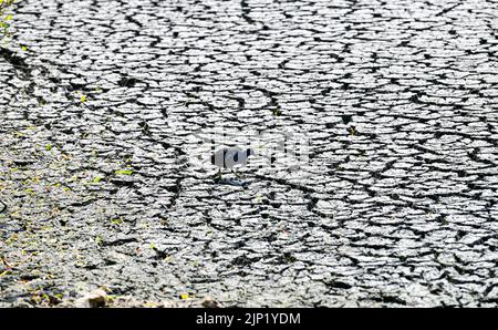 Brighton, Regno Unito. 15th ago, 2022. Gli uccelli Moorhen lottano per trovare cibo dall'antico stagno sassone al villaggio di Falmer alla periferia di Brighton che è completamente asciugato mentre le condizioni di caldo e siccità continuano nel sud-est : Credit Simon Dack/Alamy Live News Foto Stock