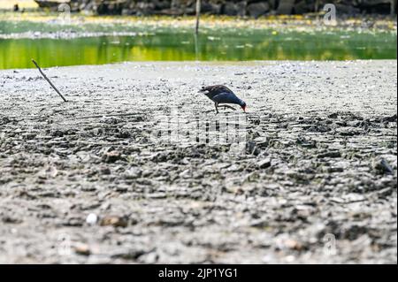 Brighton, Regno Unito. 15th ago, 2022. Gli uccelli Moorhen lottano per trovare cibo dall'antico stagno sassone al villaggio di Falmer alla periferia di Brighton che è completamente asciugato mentre le condizioni di caldo e siccità continuano nel sud-est : Credit Simon Dack/Alamy Live News Foto Stock