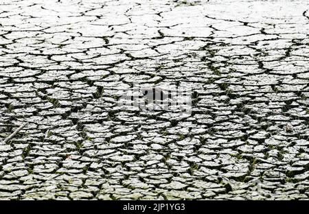 Brighton, Regno Unito. 15th ago, 2022. Gli uccelli Moorhen lottano per trovare cibo dall'antico stagno sassone al villaggio di Falmer alla periferia di Brighton che è completamente asciugato mentre le condizioni di caldo e siccità continuano nel sud-est : Credit Simon Dack/Alamy Live News Foto Stock