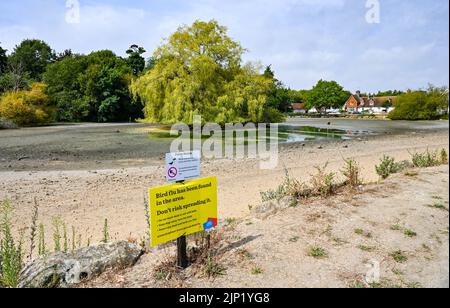 Brighton, Regno Unito. 15th ago, 2022. L'antico stagno sassone del villaggio di Falmer alla periferia di Brighton è completamente prosciugato, mentre le condizioni di caldo e siccità continuano nel sud-est: Credit Simon Dack/Alamy Live News Foto Stock