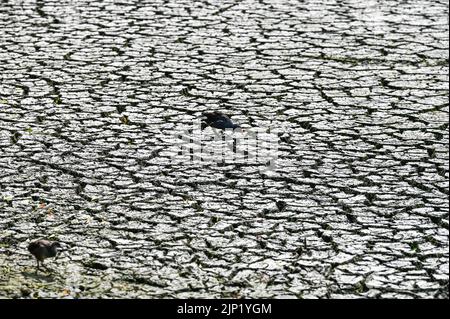 Brighton, Regno Unito. 15th ago, 2022. Gli uccelli Moorhen lottano per trovare cibo dall'antico stagno sassone al villaggio di Falmer alla periferia di Brighton che è completamente asciugato mentre le condizioni di caldo e siccità continuano nel sud-est : Credit Simon Dack/Alamy Live News Foto Stock