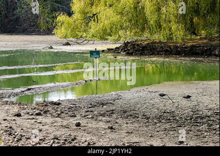 Brighton, Regno Unito. 15th ago, 2022. Gli uccelli lottano per trovare cibo presso l'antico stagno sassone a Falmer villaggio alla periferia di Brighton, che è completamente asciugato come le condizioni di caldo e siccità continuano nel sud-est : Credit Simon Dack/Alamy Live News Foto Stock