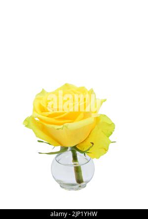 Rosa gialla in vaso trasparente di vetro con acqua, isolato su fondo bianco. Spazio di copia sul lato superiore. Foto Stock