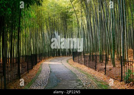 Sentiero fiancheggiato da bambù a Hangzhou, Cina Foto Stock
