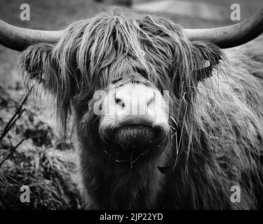 Primo piano di un bovino scozzese in bianco, nero e monocromatico Foto Stock