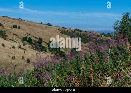 Fiori viola selvaggi su un prato estivo soleggiato Foto Stock