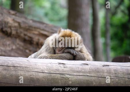 Addormentarsi e rilassarsi magot barbary ape su un tronco di albero in una foresta Foto Stock