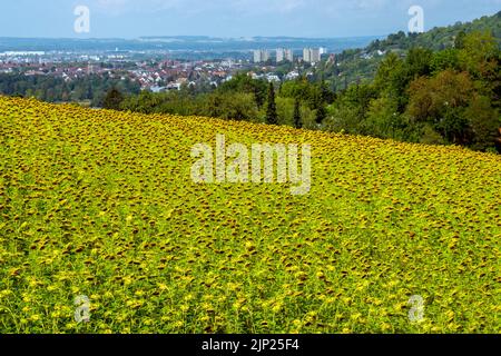 Vista panoramica sul campo di girasole e sulla zona residenziale di Riehen, Canton Basilea, Svizzera. Foto Stock