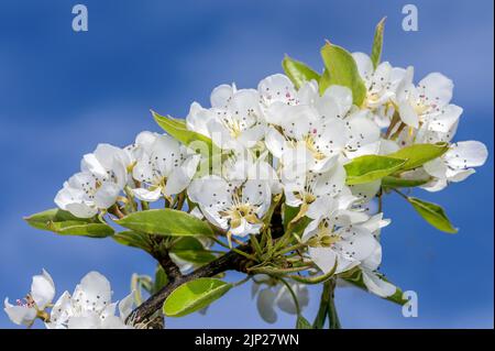 Fiore di pera in primavera Sunshine Foto Stock