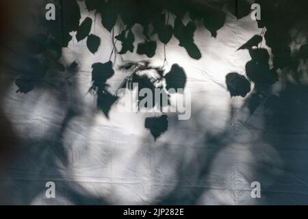 Getta l'ombra del fogliame su una tela bianca. Foto Stock