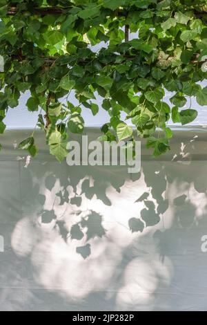 Fogliame cadente la cui ombra è proiettata su una tela bianca di una tenda. Foto Stock
