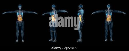 3d set di rendering del sistema digestivo del corpo umano femminile isolato su sfondo nero. Foto Stock