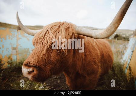 bovini delle highland, bovini domestici, tatuaggi delle highland, kyloe, tatuaggi domestici Foto Stock