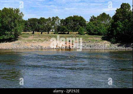 Bestiame al pascolo sulle rive del fiume Loira vicino a Saint-Laurent-le-Vieil, Francia Foto Stock