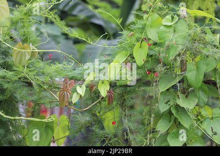 Belle foglie di Yam maggiore, anche conosciuto come, dioscorea alata, yam viola, e ube, e' decorata con piante ornamentali. È una specie di yam (a t Foto Stock