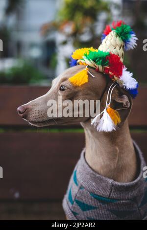 cappello, cane, multicolore, rivestimento, cappelli, cani, multicolore Foto Stock