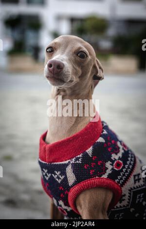 galgo español, cacciatore Foto Stock