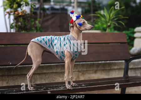 moda cane, español gango, cacciatore Foto Stock