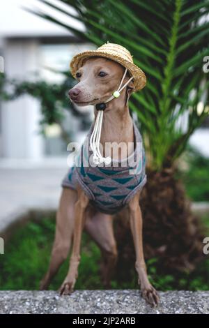 cappello, galgo español, cacciatore, cappelli Foto Stock