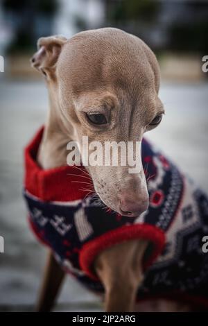 cane, cacciatore, cani Foto Stock