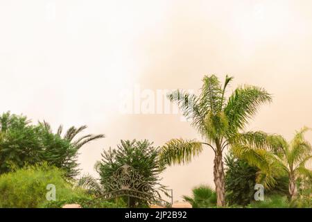 Le palme contro la tempesta di sabbia del deserto a Marrakech, Marocco Foto Stock