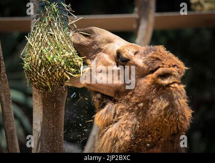 Un cammello che ha un soddisfacente spuntino mattutino di fieno sospeso in uno zoo nella California meridionale. Foto Stock