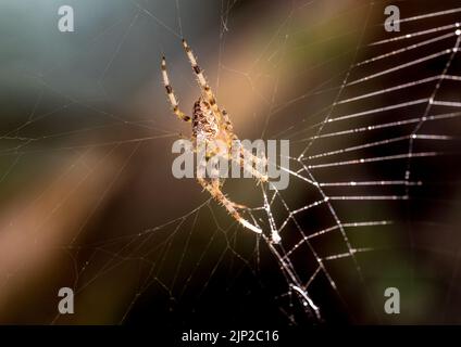 Primo piano estremo o foto macro del ragno da giardino Diadem ragno, Araneus diadematus camminando sul suo web Foto Stock