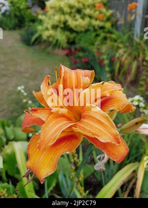 Un primo piano di un fiore di giglio arancione nel giardino alla luce del giorno Foto Stock