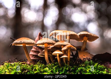 Un primo piano di un gruppo di funghi miele in crescita vicino all'erba verde Foto Stock