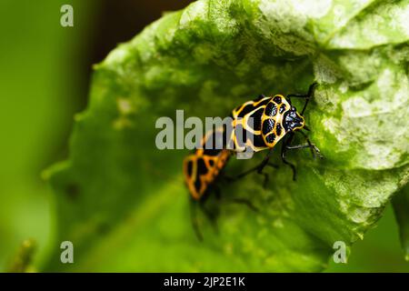 Macro primo piano Beetle Ladybug accoppiamento sulla foglia verde con sfondo naturale. Foto Stock