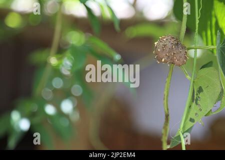 Yam maggiore, conosciuto anche come dioscorea alata, tuber aereo, arrowroot guyana, il giamo viola, il giamo decimestrale, la patata dell'albero, il tubo, è appeso con le foglie verdi Foto Stock