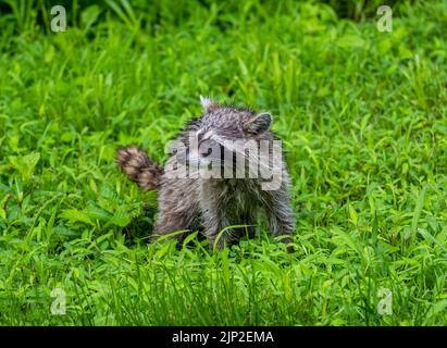 Un primo piano di un racoon selvaggio che striscio su un campo verde Foto Stock