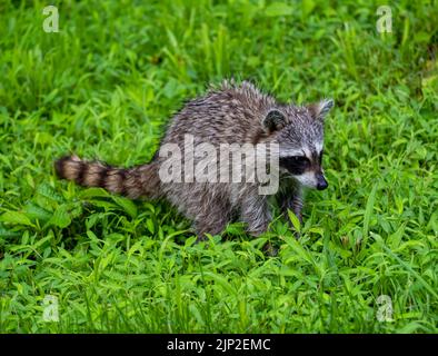 Un primo piano di un racoon selvaggio che striscio su un campo verde Foto Stock