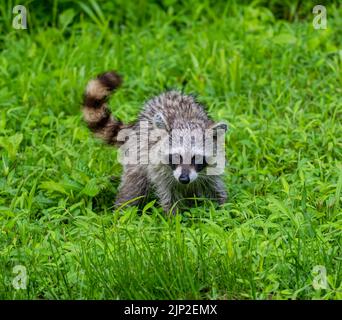 Un primo piano di un racoon selvaggio che striscio su un campo verde Foto Stock