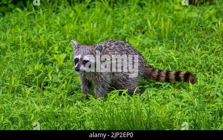 Un primo piano di un racoon selvaggio che striscio su un campo verde Foto Stock