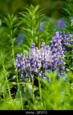 Un tiro selettivo di fuoco di bluebells comuni sul campo verde, tiro verticale Foto Stock