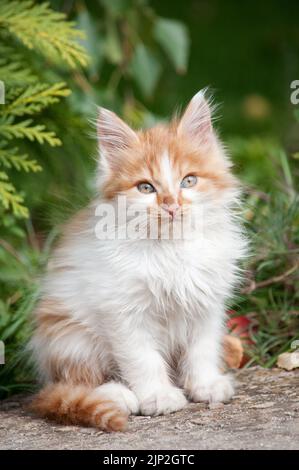 Un piccolo gattino bianco e arancione si trova su un sentiero nel giardino e guarda la macchina fotografica Foto Stock