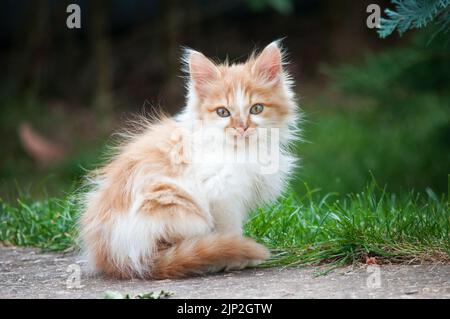 Un piccolo gattino bianco e arancione si trova su un sentiero nel giardino e guarda la macchina fotografica Foto Stock