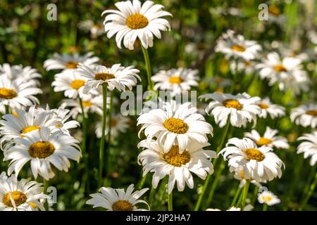 splendidi fiori di camomilla su un prato verde in piena estate Foto Stock